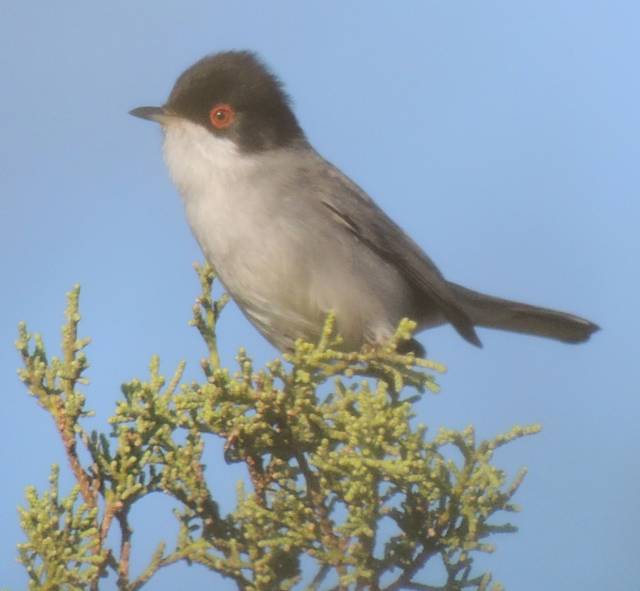 Male Sardinian Warbler at Cape Greco Picnic Site - 28 Oct